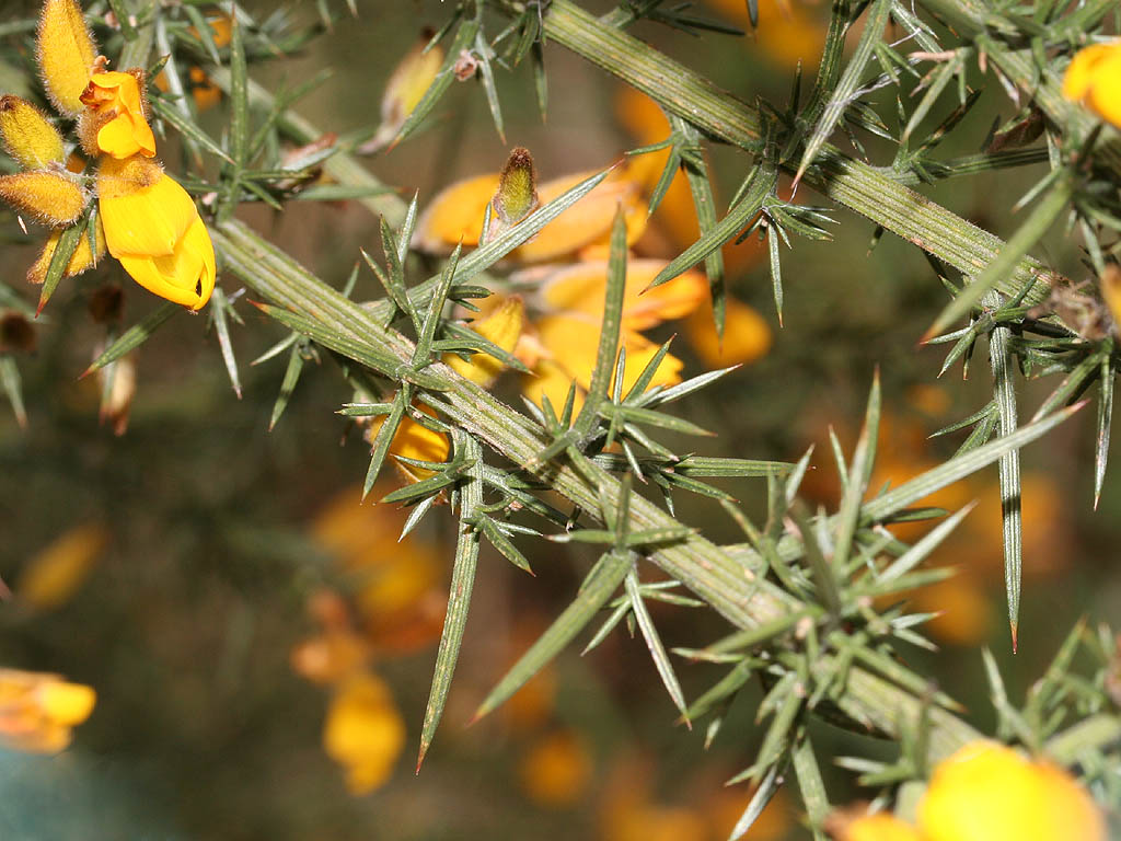 اولکس یوروپئوس